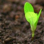 Ein Foto einer kleiner Pflanzen als Beitragsbild zum Thema Growth Mindset