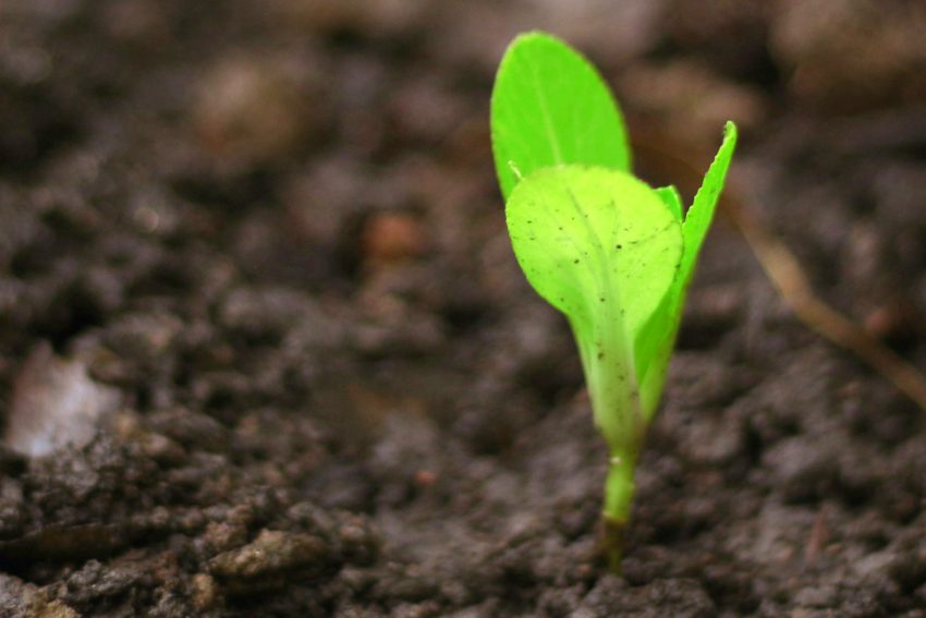 Ein Foto einer kleiner Pflanzen als Beitragsbild zum Thema Growth Mindset