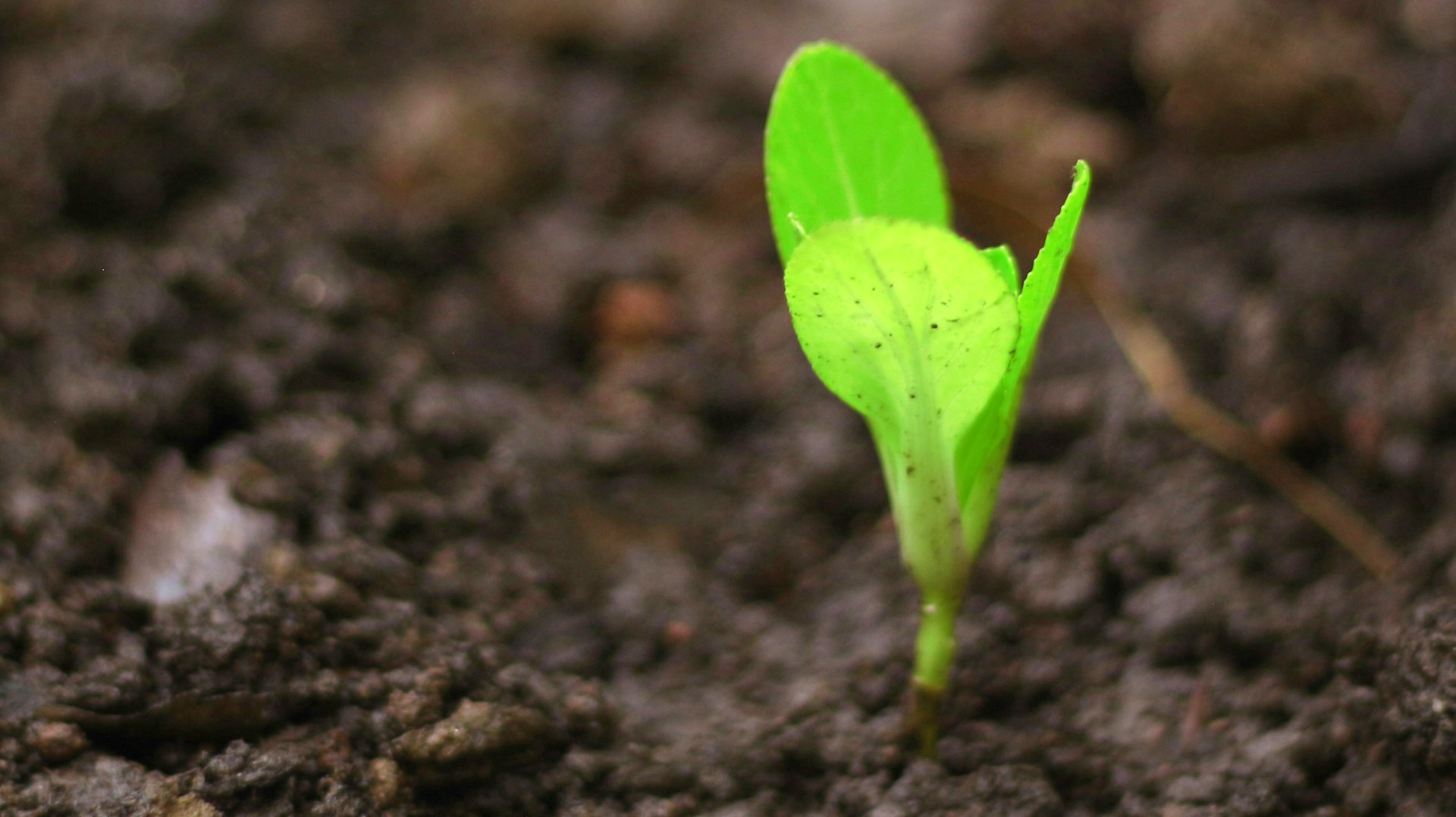 Ein Foto einer kleiner Pflanzen als Beitragsbild zum Thema Growth Mindset